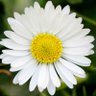 Profilbild von DaisyLouWho