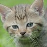 Frau von Frittenfisch-Kaffeeschluerfi profil fotoğrafı