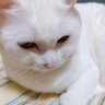 Profilbild von ねこねこ😺🩵