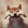 豆柴さん。 的头像