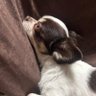Profilbild von Daisy