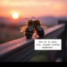 Фото профиля Encantadora de abejas 🐝