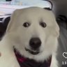 Фото профиля noname with a dog