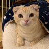 tanume's profile picture