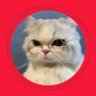 cat's profile picture