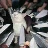 Drunk Cat profil fotoğrafı