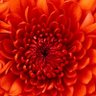 Kamal Kumar jain Jain's profile picture