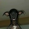 Buzzy Buzz's profile picture