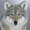 Фото профиля Lobo312