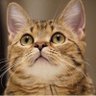 エジソン(new_edison09) profil fotoğrafı