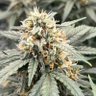 Фото профиля Cincinnatikid47