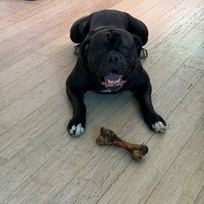 PawsnTails4TX's profile picture