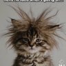 Cat's profile picture