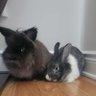 Little Munchkins Got Loose 的头像