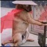 cão lao 的头像