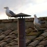 Profilbild von The Sistine Seagull