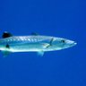Фото профиля Chrome Barracuda 🇺🇦🇪🇺🌲