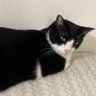 きたまどよふね profil fotoğrafı