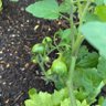 Profilbild von TOMATO