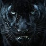 Animal profil fotoğrafı