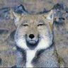 Profilbild von パーマン2号