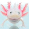 Profilbild von りり