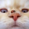 cayotte's profile picture