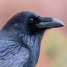 Raven 的头像