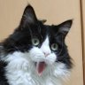 ごろごろ*だいふく 的头像