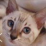 Фото профиля suis🐈⬛🧸🪞⛪️