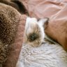もきゅ profil fotoğrafı