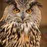 Bakuş34 profil fotoğrafı