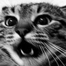 Bert's profile picture