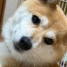柴犬こなつの日常(襟姫号)'s profile picture