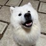 サモエド_N4's profile picture