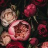 Фото профиля ندىٰ ..