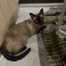 Pimai’s Mom 的头像