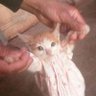 🇵🇸 a cat wearing a nice sweater 🇵🇸 的头像