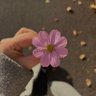 إيمان 的头像
