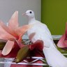 アゼリア 的头像