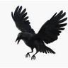 crow of storms profil fotoğrafı