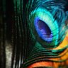 🕊️Ashwini A Dighe 🕊️🇮🇳🕊️ profil fotoğrafı