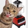 Felino Doméstico Liquidificadeiro Hispleyrista 卐 profil fotoğrafı