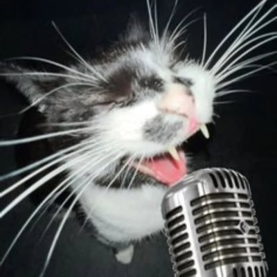 猫's profile picture