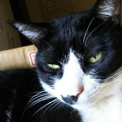 sin103neko's profile picture