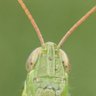 Profilbild von ミル貝