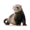 Profilbild von small ferret 2.0