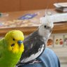 ハセ 🎶🍸🦜 (鳥の人) 的头像
