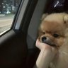 唔西迪西's profile picture