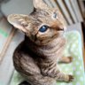 なきうさぎ profil fotoğrafı
